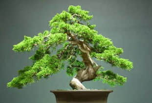 家门外种刺柏树风水讲究 刺柏树种在院子外对运势有什么影响