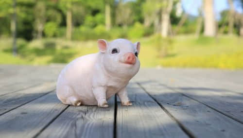 欲钱看最不干净的动物是什么生肖