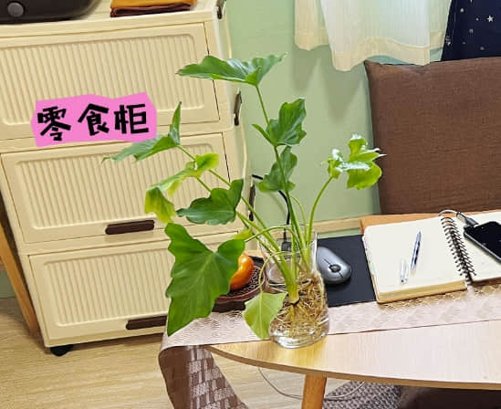 家里养什么花最吉利 适合室内长期养的花卉