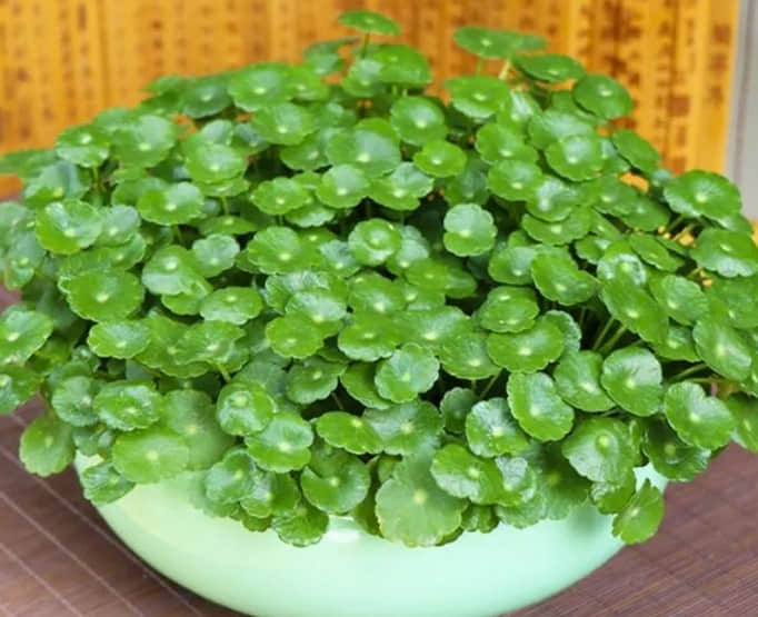 十大最旺家庭养的花 家里养什么花旺财又对身体好