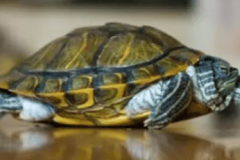 家里养乌龟有什么讲究风水 养龟最忌讳的属相