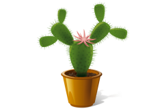 办公室仙人掌摆放风水 办公室不能放仙人掌吗