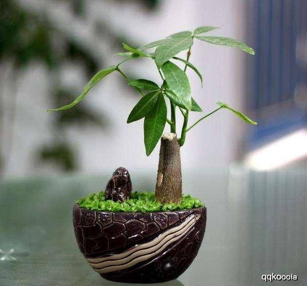 刺槐适合北方客厅种植吗 刺槐在风水学中的禁忌与讲究