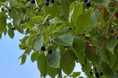 墓地樟树种植方位讲究 常绿树种与阴宅气场平衡