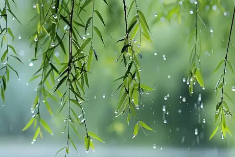 庭院植物选择禁忌 柳树栽种方位与家运关系