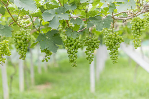 院里栽葡萄树好不好 风水上庭院适合栽什么植物好