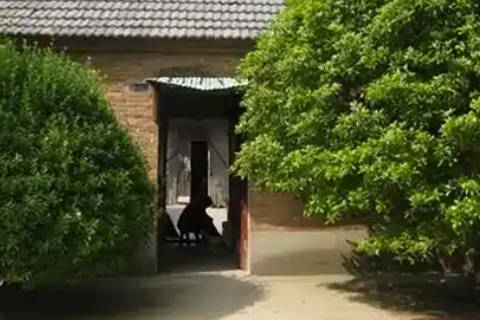 大门前种什么树风水好 大门两侧种树的风水益处