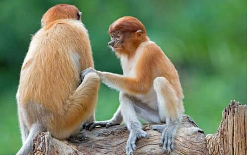 属猴的最佳婚配属相有哪些 生肖猴和什么属相最合得来