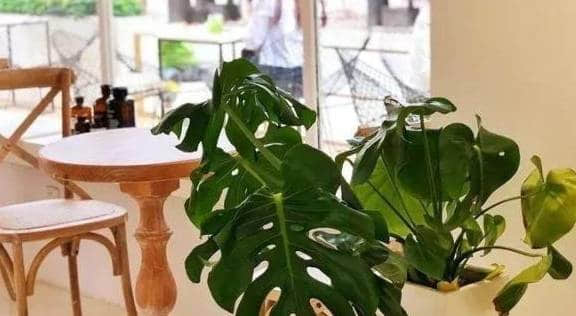 客厅植物摆放禁忌清单 哪些绿植不适合放客厅养护