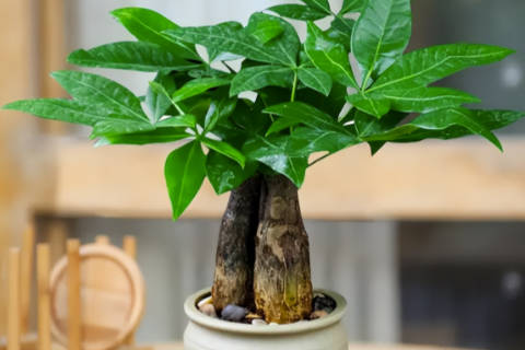 发财树最旺的三个属相 能否提升属相的财运