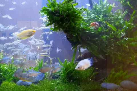 鱼缸圆的好还是方的好风水 鱼缸形状对风水的影响