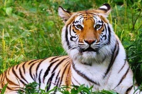 属虎男最佳婚配属相有哪些 虎男和什么生肖女婚姻最幸福