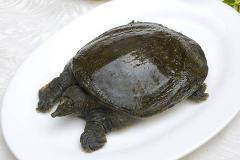 女人梦见甲鱼好不好 梦见甲鱼是什么兆头