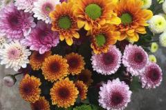 室内什么绿植对风水好 风水与植物摆放的关系