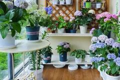 阳台种什么花最旺风水 阳台养植物风水大忌