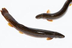 家中养泥鳅风水大忌 泥鳅为何不能随便养