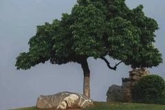 房屋左边种什么树好 如何选择风水好的树种