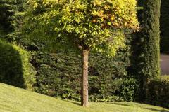 院子里种三种树最吉利 风水学中树的位置有何讲究