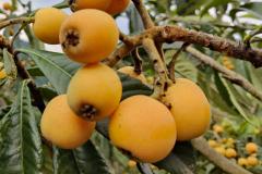 房屋后面种枇杷树好不好 屋后中枇杷树的忌讳