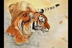 属虎男最佳婚配属相揭秘 生肖配对中哪些属相女最旺夫