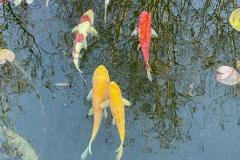 为什么家里不能随便养锦鲤 家里养锦鲤十大忌讳