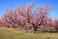 家中种桃树的风水宜忌 这几天适合栽桃子吗风水好吗