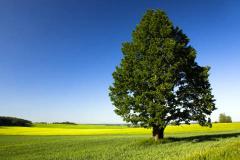 房子周围适合栽什么树风水好 不同方位适合种植哪些树