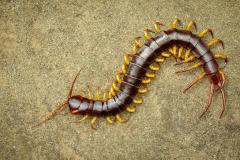 梦到蜈蚣爬到自己身上 做梦梦到蜈蚣爬手指是什么意思