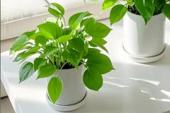 绿萝适合在室内种植吗 植物如何影响家宅风水