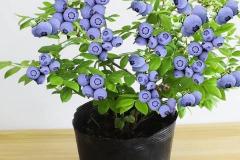 室内种蓝莓树风水好吗 屋里种蓝莓盆景影响风水吗