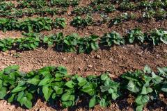 屋子后边能种地瓜吗风水好吗 对家庭运势有何影响