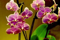 兰花可以养在室内吗风水好吗 家里养兰花风水好不好