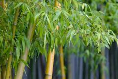 风水栽竹子几棵最好 庭院栽什么竹子风水好