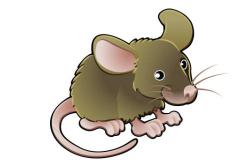 生肖鼠男最佳婚配属相有哪些 属鼠男人和什么属相最合得来