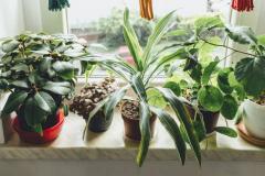 木命家里放什么招财旺运 木命人家里摆什么最旺财