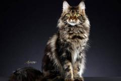 室内能养缅因猫吗风水好吗 猫咪如何影响家居风水