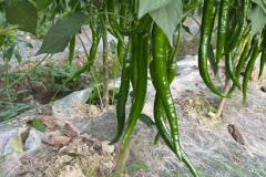 阳台辣椒种植风水讲究 火属性植物与家居气场调和