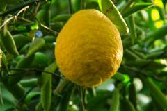 家里院子种什么果树最旺宅 南方和北方分别推荐哪些果树