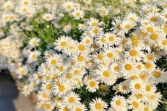 小雏菊室内可以种吗风水好吗 风水是否会影响人的运势