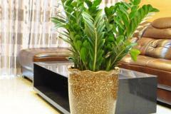 金钱树放客厅最佳位置 客厅金钱树摆放大忌