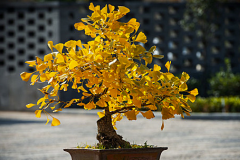 银杏盆景可以放室内吗风水好吗 什么盆景适合放室内