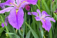 鸢尾花最旺的三个属相 还有哪些属相与鸢尾花有缘