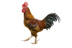 93年属鸡的婚姻运势 属鸡人如何改善婚姻关系