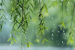 庭院植物选择禁忌 柳树栽种方位与家运关系