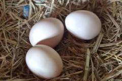 做梦梦到捡鸡蛋是好还是坏 梦见捡鸡蛋越多越好吗