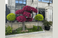 正大门口能不能种树 门口种什么树对风水好