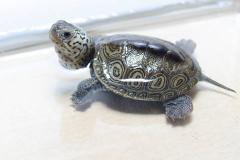 不宜养龟的10个属相 如何化解属相与养龟的冲突