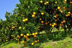 屋后适合栽什么果树风水好 镇宅果树排名第一名