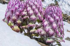 什么八字女命二婚幸福 二婚才幸福的女命日柱