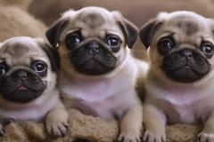 属狗女孩幸运色怎么选 生肖狗女生旺运颜色搭配指南